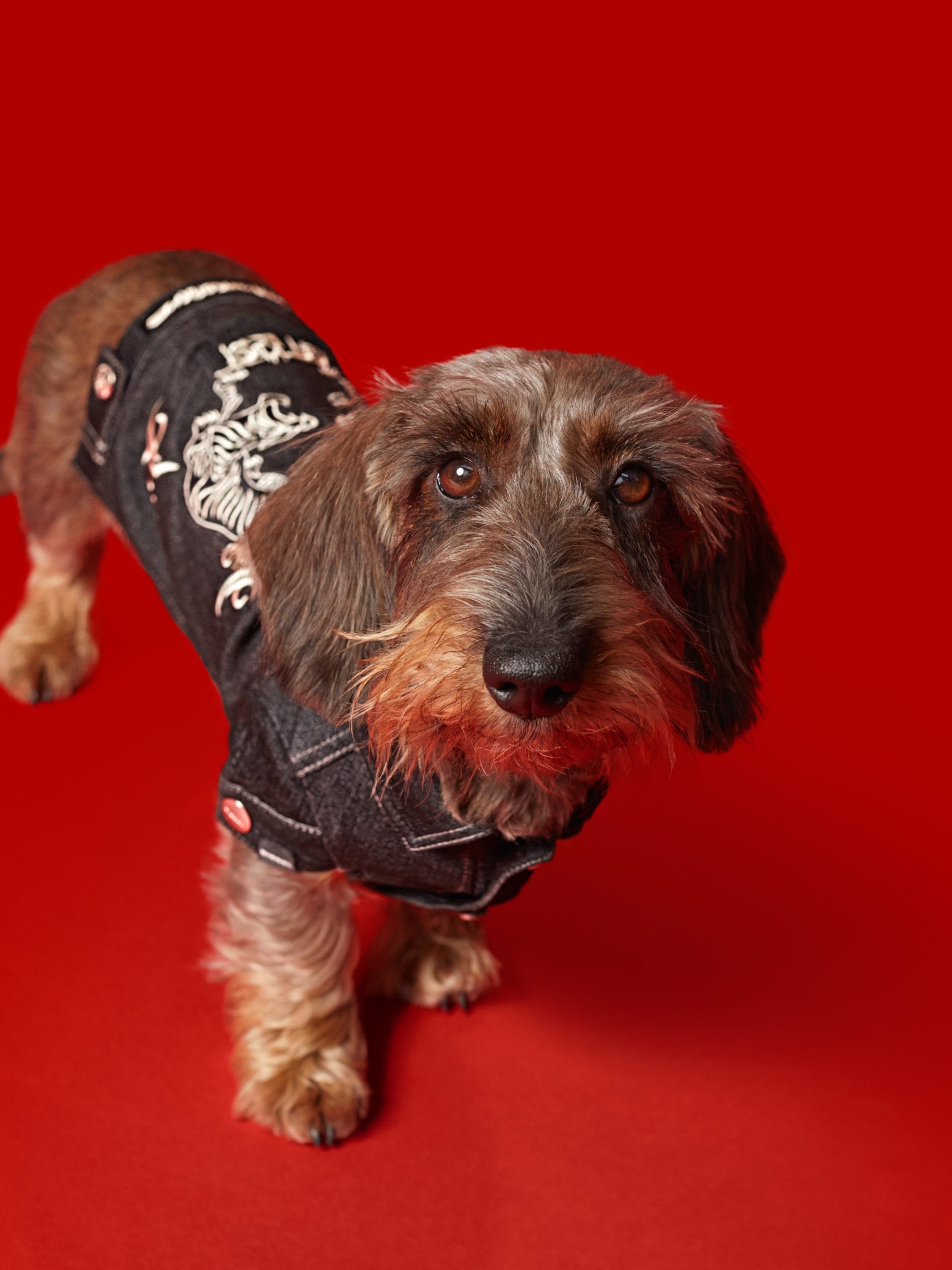 おしゃれすぎてキュン♡ ディーゼルの初ドッグウェアをチェック