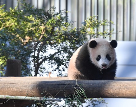 パンダの癒し画像】丸っこくて可愛い赤ちゃん時代【今日のシャンシャン