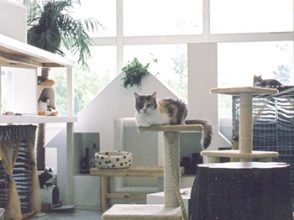 ねこの博物館【静岡県伊東市】