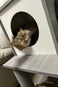 【正規品質保証】 トラちゃんの、ちぐはぐな寅年を振り返る。｜今日も猫に飼われて ミリタリー