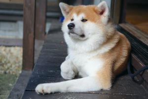 モフモフ激かわ。秋田犬夫婦が暮らす宿「縁-Enishi-」に行ったら