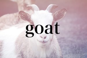 ひつじ」は英語で「sheep」。じゃあ「ヤギ」って英語で何？ - CanCam