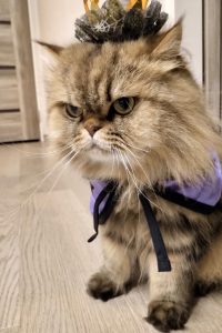 猫大好きさん専用　ハロウィン 100均ハロウィングッズで仮装ショー。｜今日も猫に飼われてます