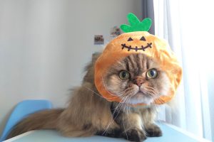 猫大好きさん専用　ハロウィン 3-300x200.jpeg
